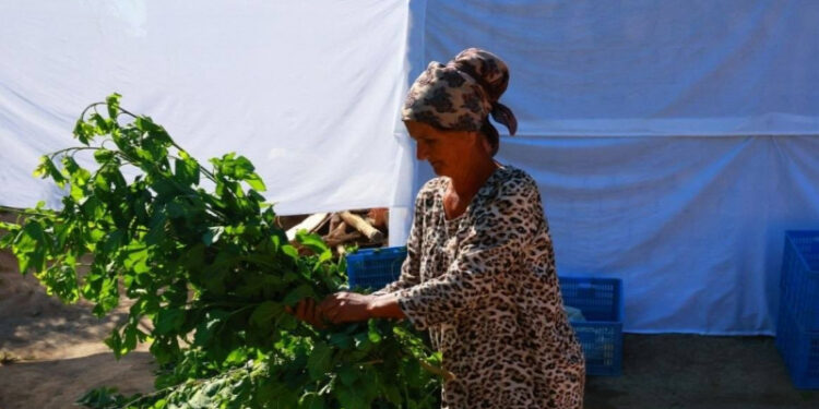 В Аште увеличат производство коконов шелкопряда и сельхозпродукции