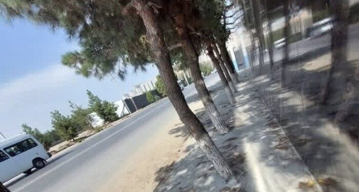 В Худжанде устранили нарушение вокруг деревьев в 18-м микрорайоне