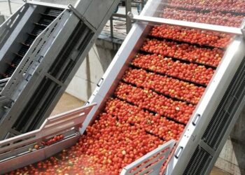 В Кулябе открылось предприятие по переработке фруктов и овощей